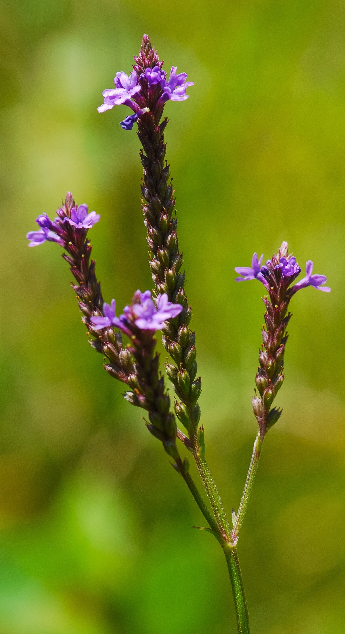 500 Blue Vervain Seeds - Verbena hastata Seeds