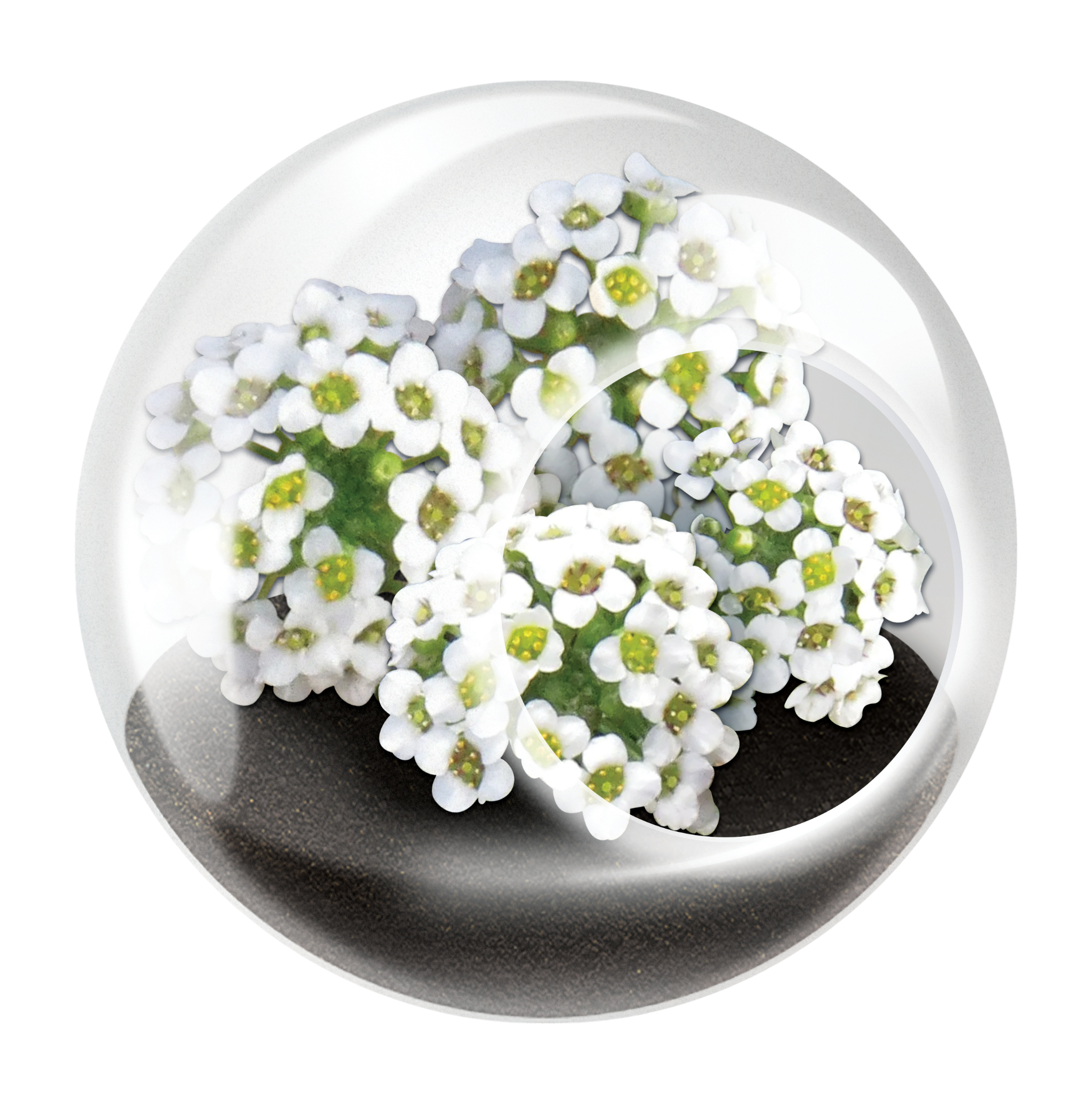 Flowering Tiny Terrariums Bundle - 1 each of 6 Varieties