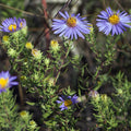 100 Symphyotrichum oblongifolium Seeds - Aromatic Aster Native Perennial Wildflower for Pollinator Gardens