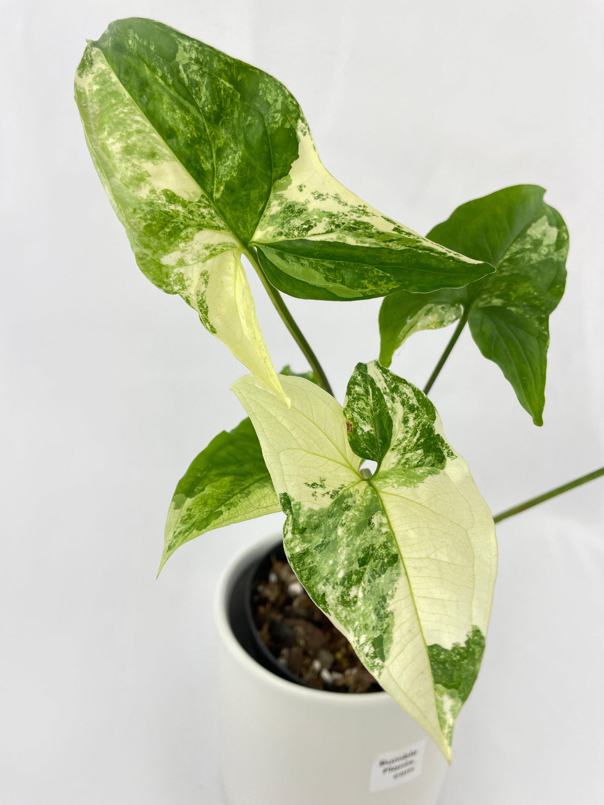 Syngonium Podophyllum Albo Variegata
