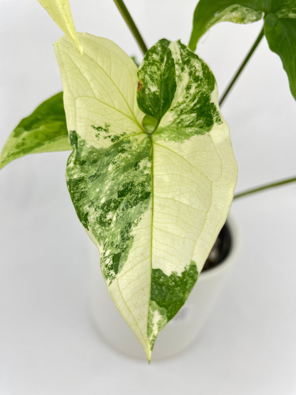 Syngonium Podophyllum Albo Variegata