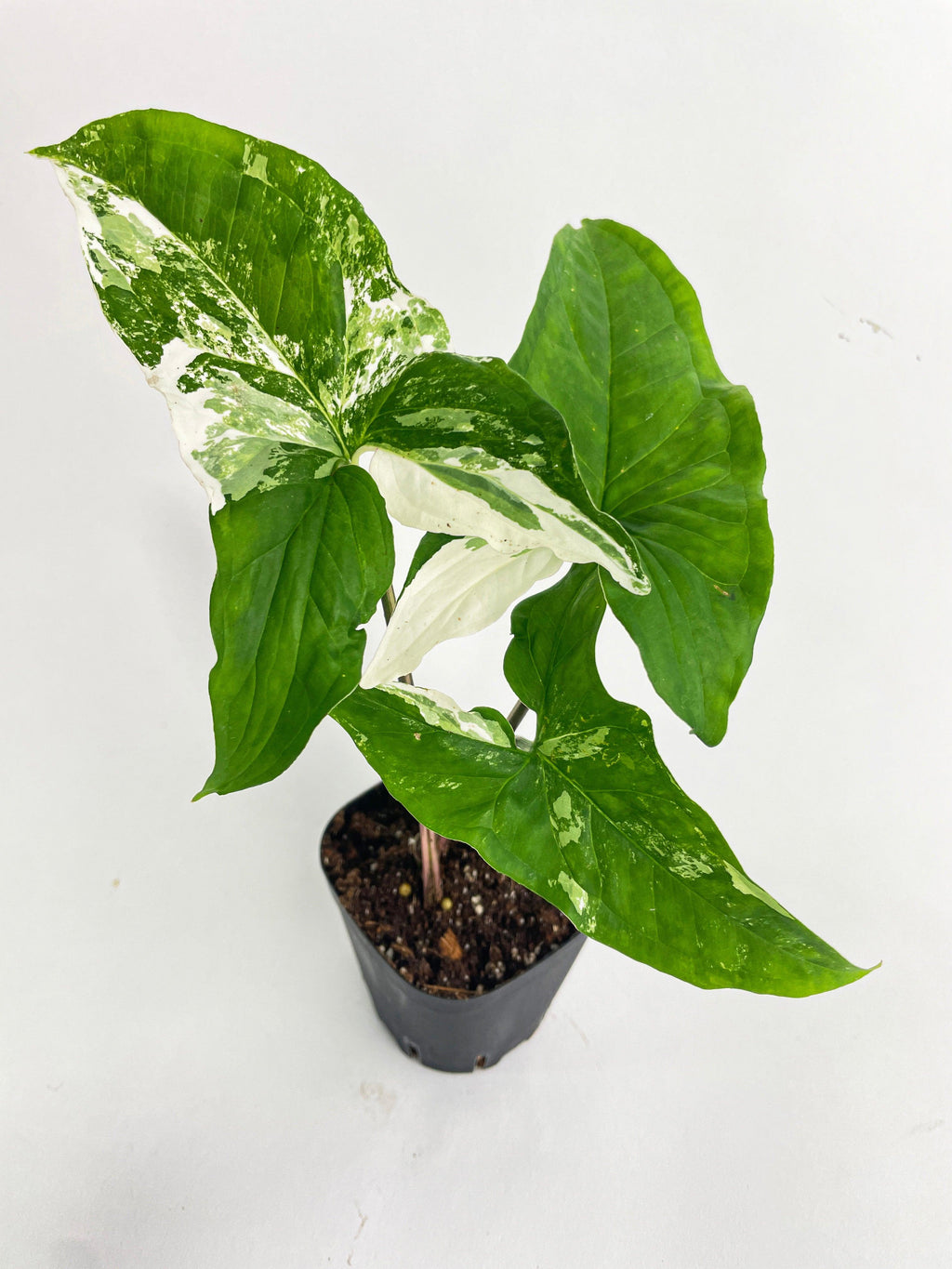 Syngonium Podophyllum Albo Variegata