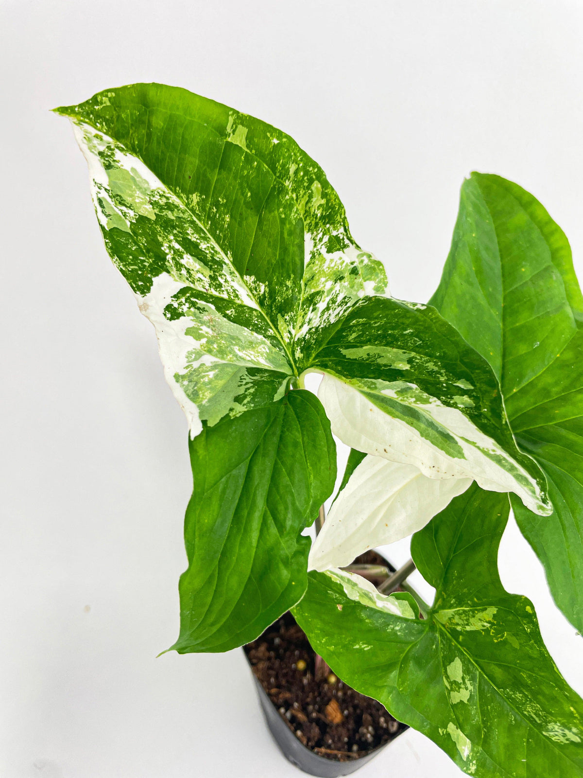 Syngonium Podophyllum Albo Variegata