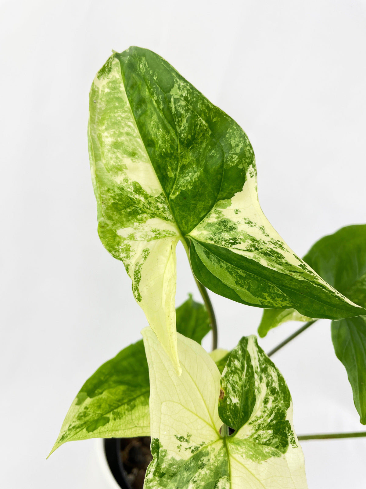Syngonium Podophyllum Albo Variegata