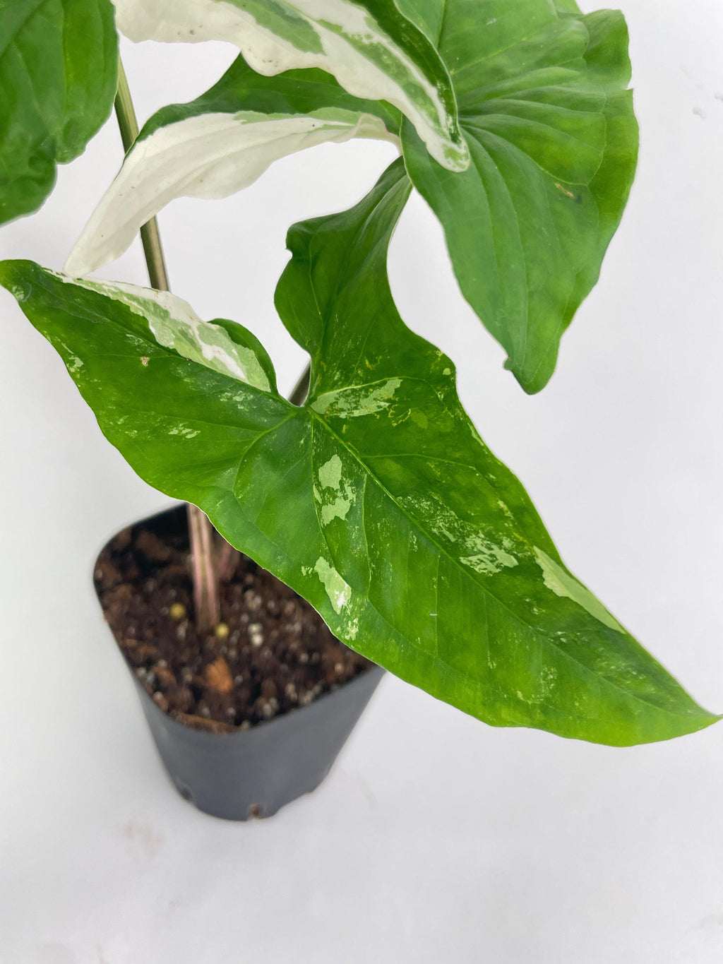 Syngonium Podophyllum Albo Variegata