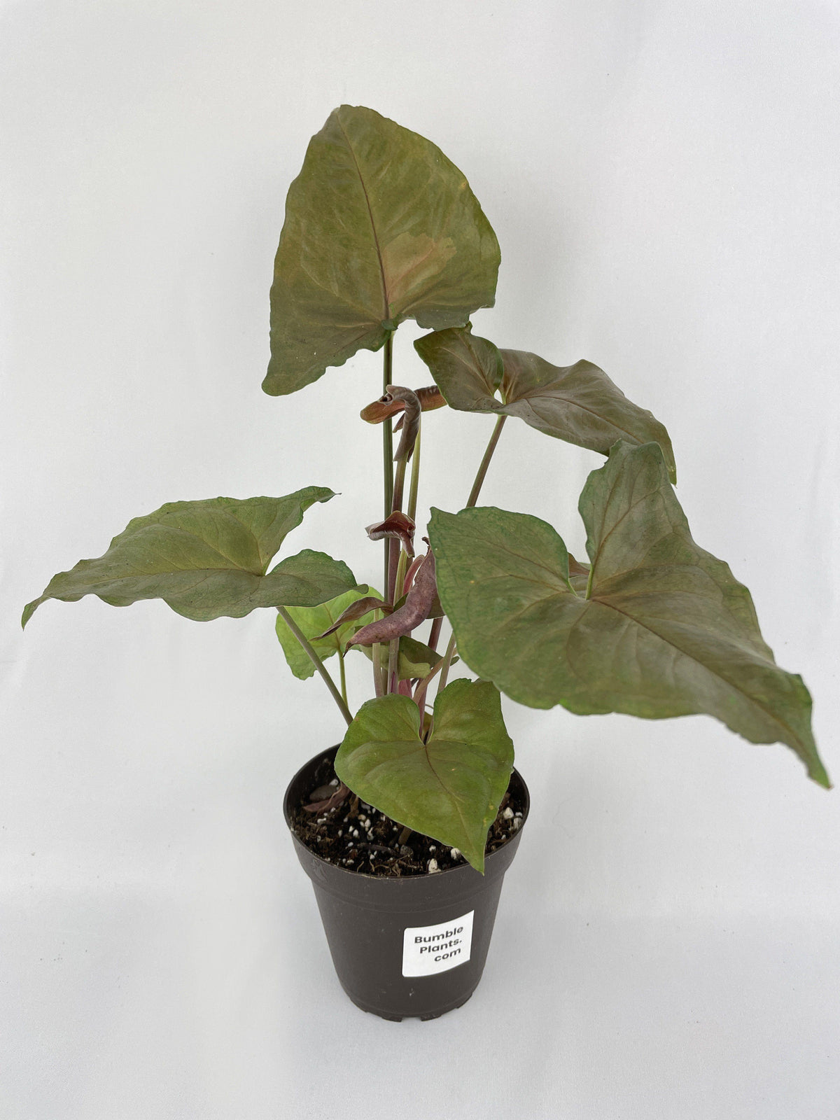 Syngonium Merry Dark Allusion