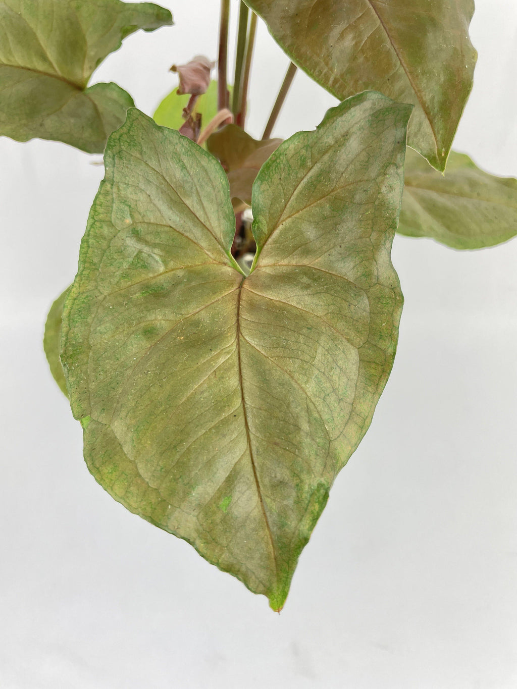 Syngonium Merry Dark Allusion