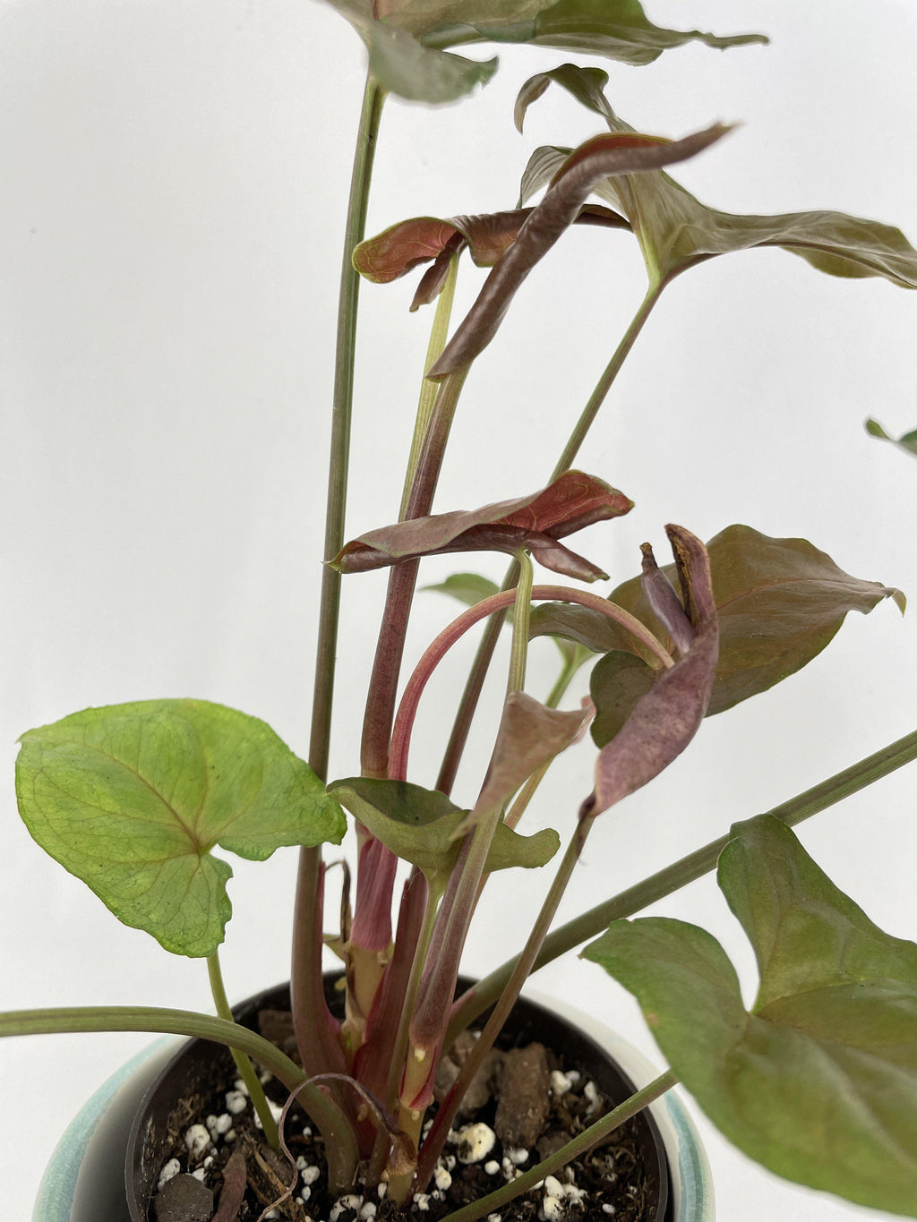 Syngonium Merry Dark Allusion
