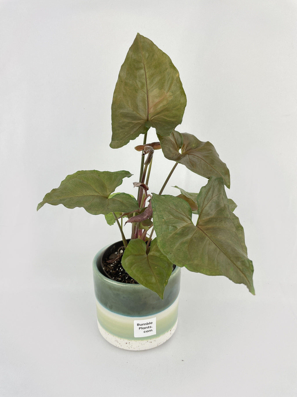 Syngonium Merry Dark Allusion