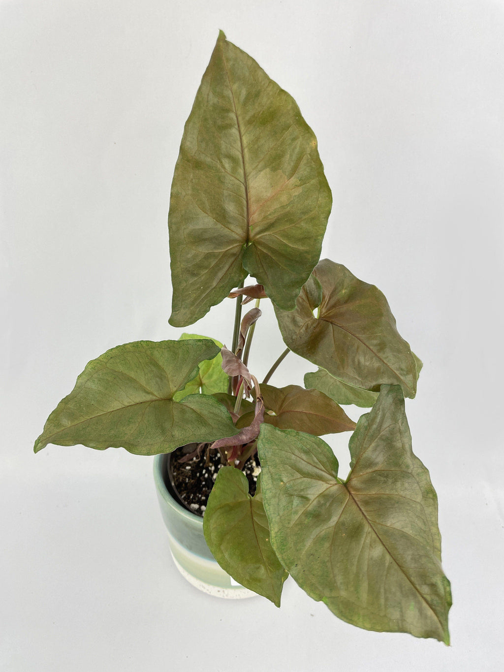 Syngonium Merry Dark Allusion