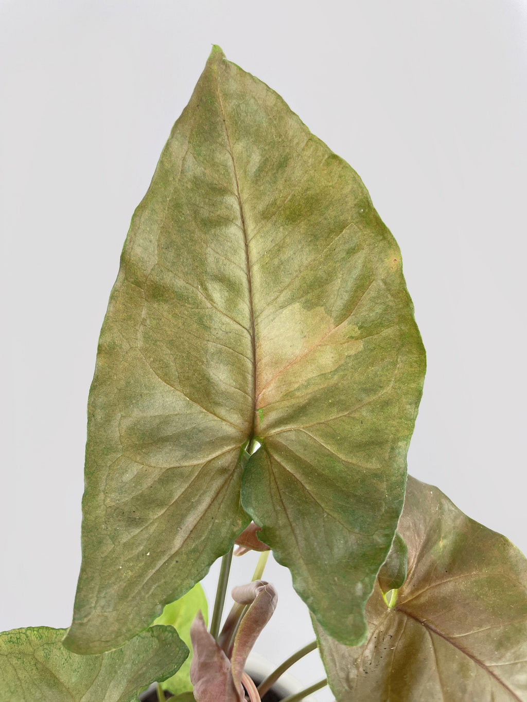 Syngonium Merry Dark Allusion