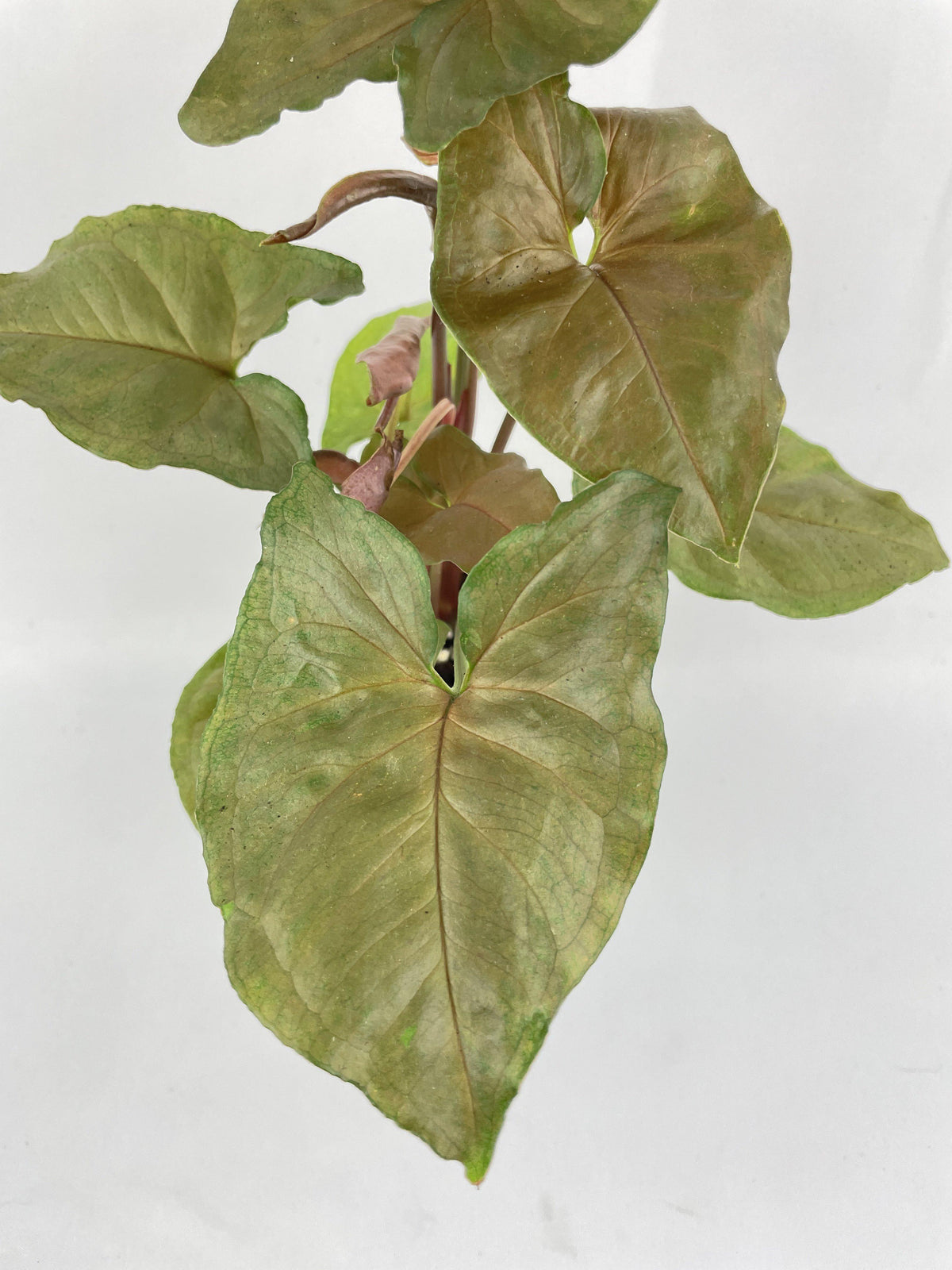 Syngonium Merry Dark Allusion