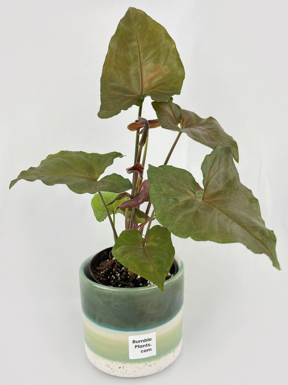Syngonium Merry Dark Allusion