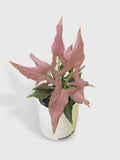 Syngonium Podophyllum Arrowhead 'Mickey'