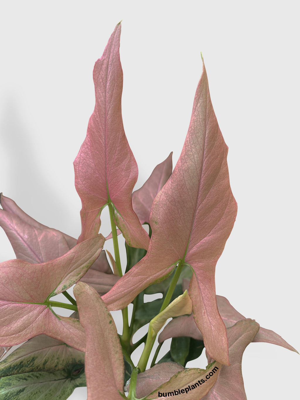 Syngonium Podophyllum Arrowhead 'Mickey'