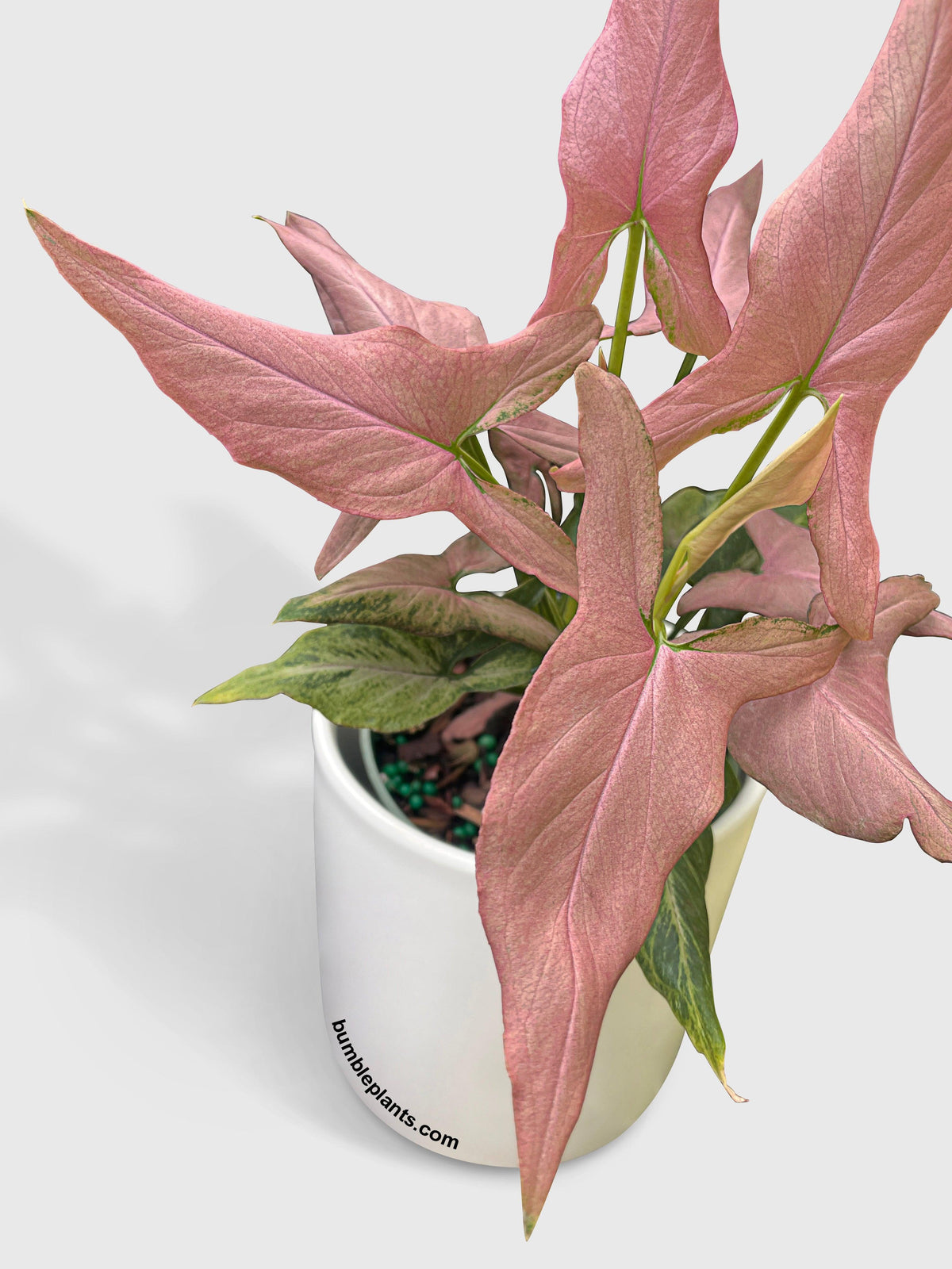 Syngonium Podophyllum Arrowhead 'Mickey'