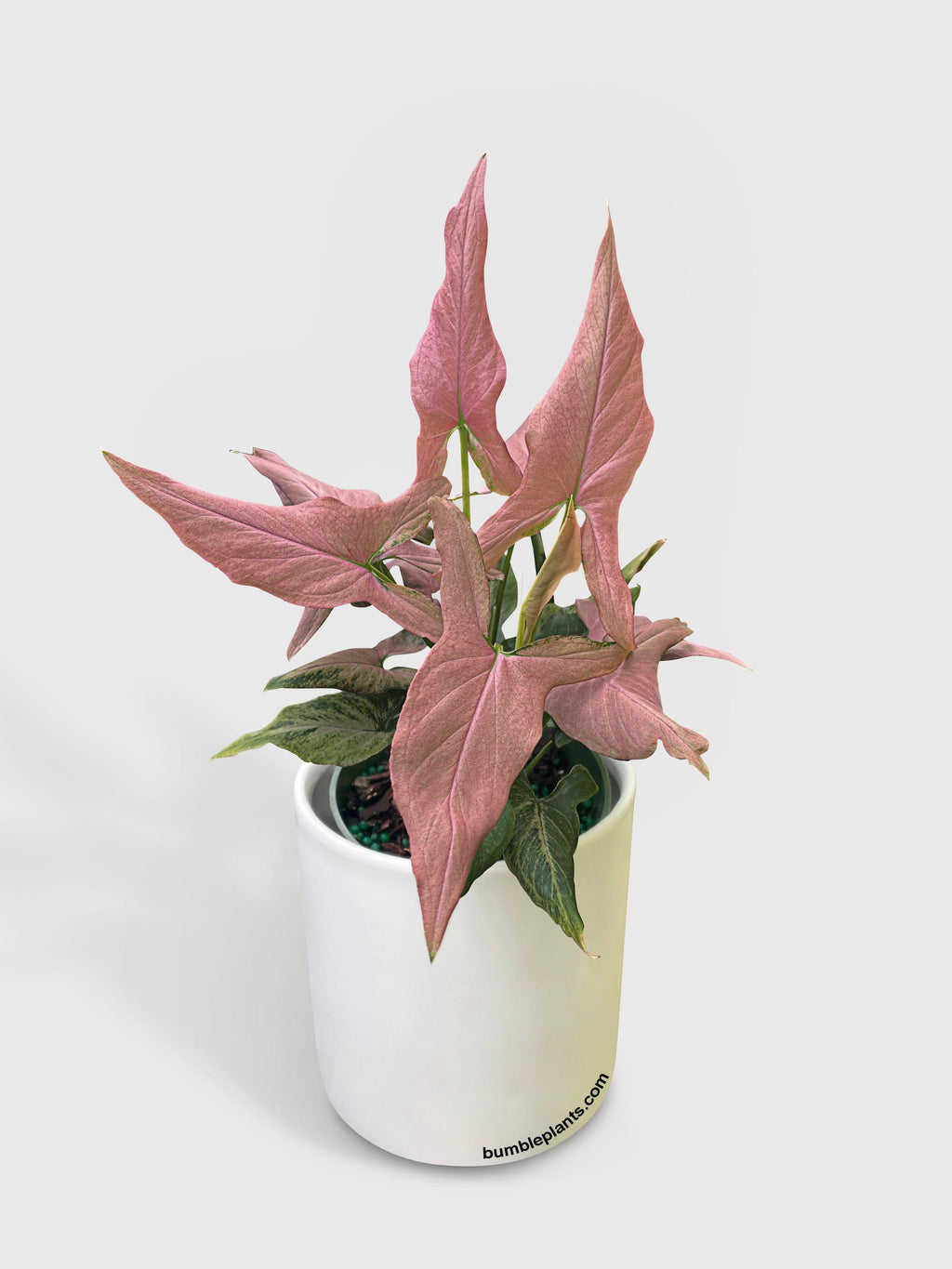 Syngonium Podophyllum Arrowhead 'Mickey'