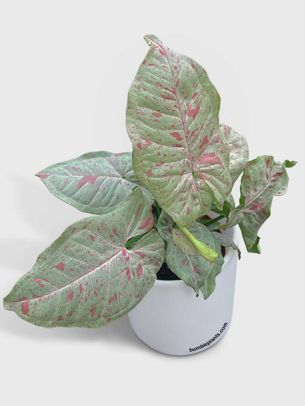 Syngonium Podophyllum 'Confetti' Pink Dots