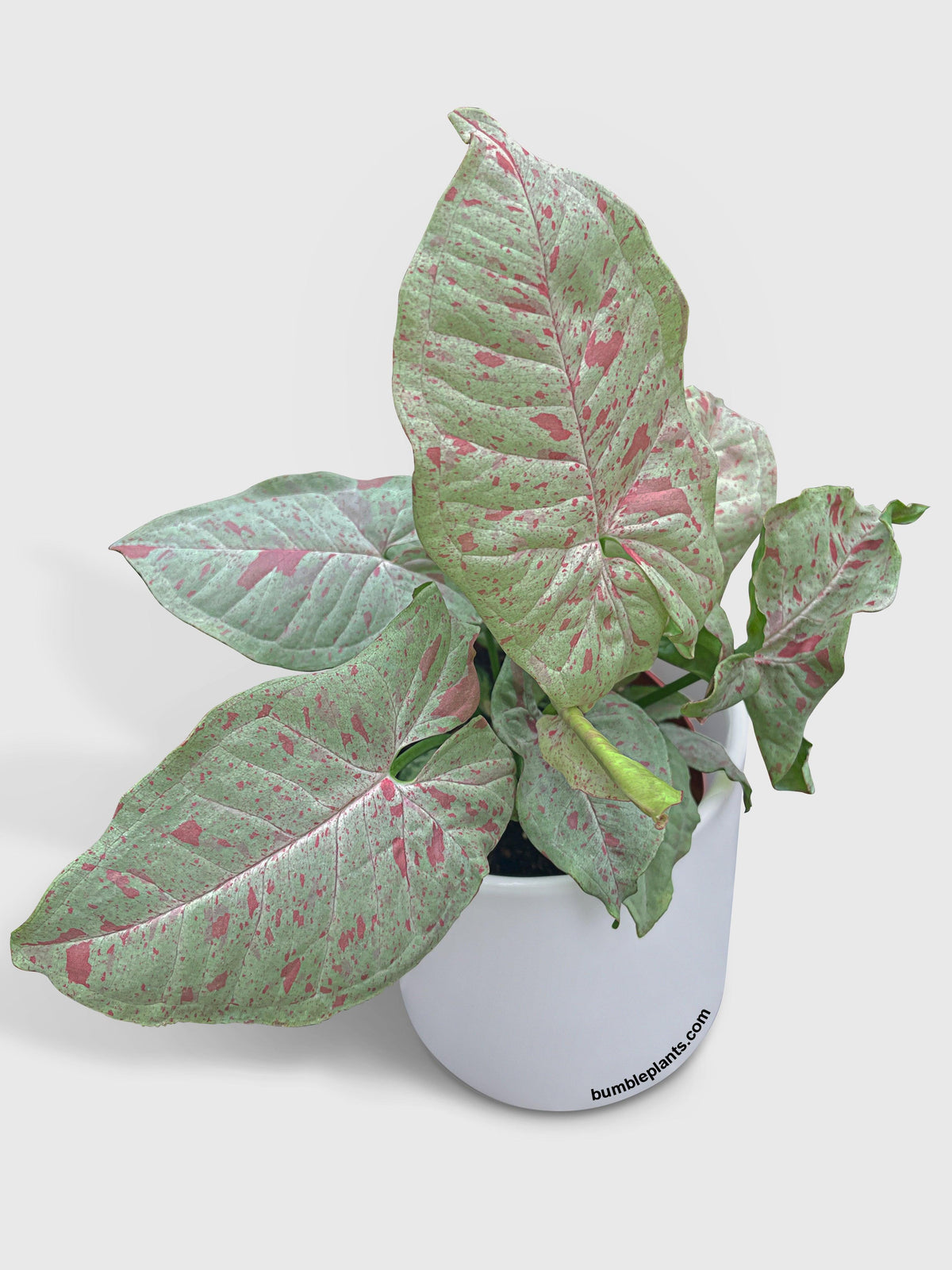 Syngonium Podophyllum 'Confetti' Pink Dots