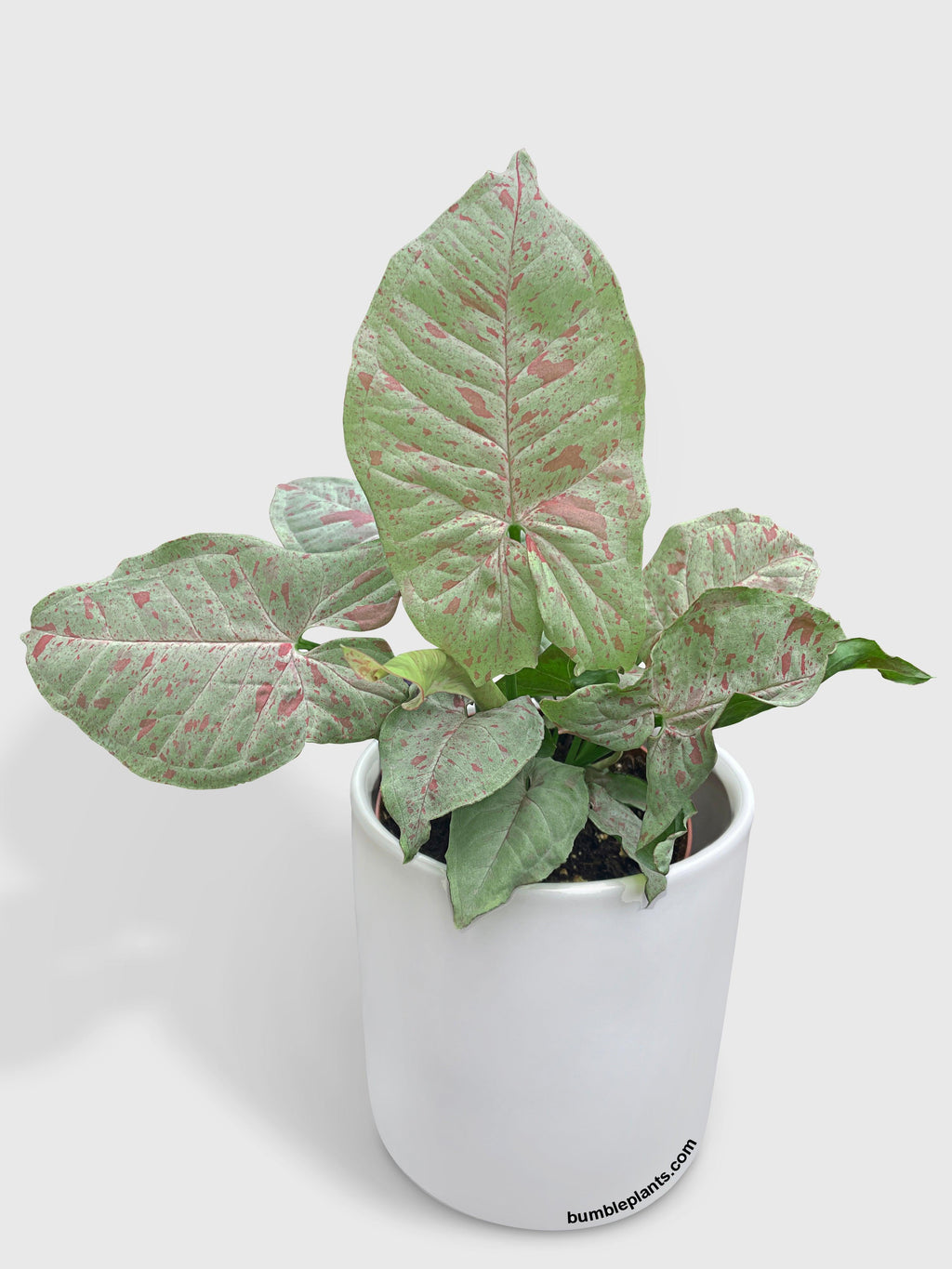 Syngonium Podophyllum 'Confetti' Pink Dots