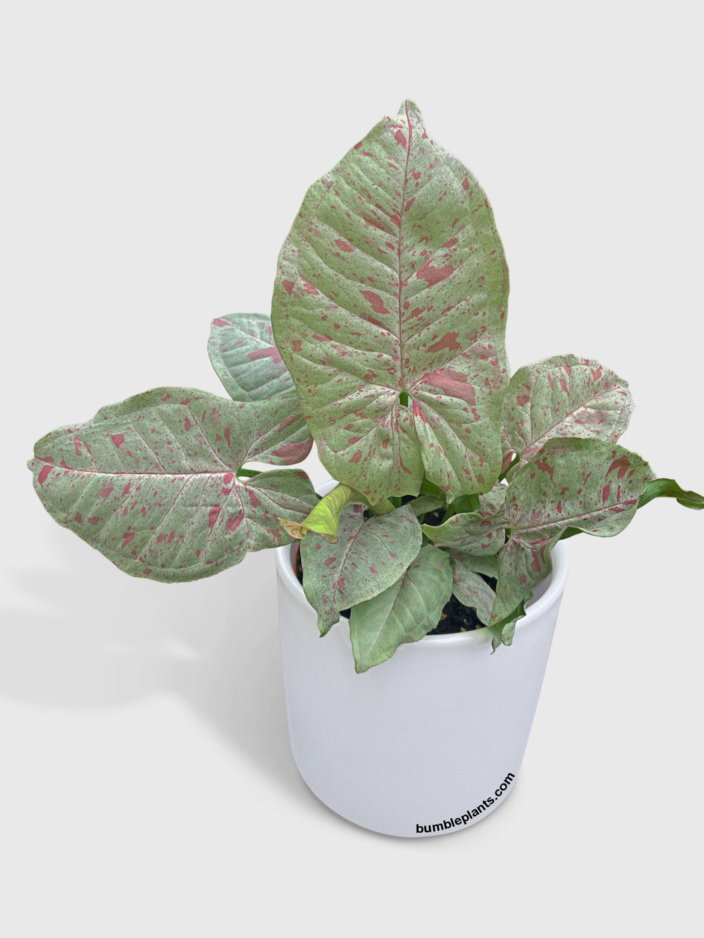 Syngonium Podophyllum 'Confetti' Pink Dots