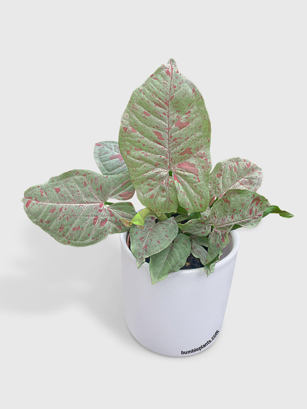 Syngonium Podophyllum 'Confetti' Pink Dots