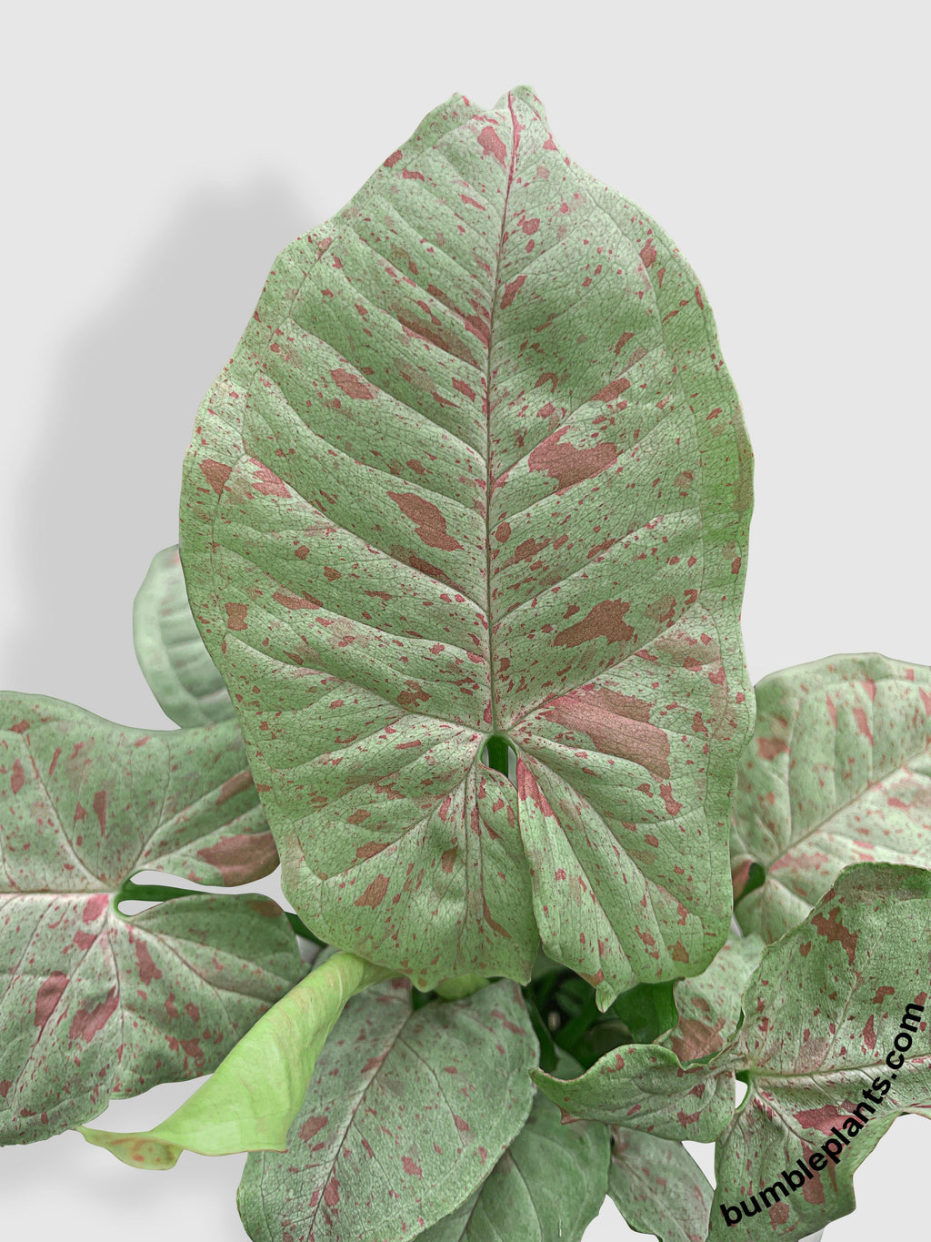 Syngonium Podophyllum 'Confetti' Pink Dots