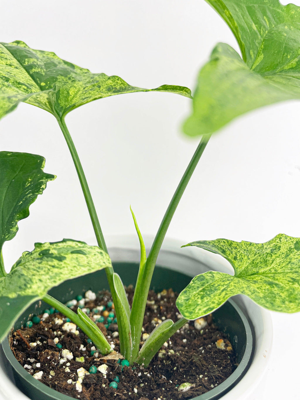 Syngonium Podophyllum 'Mojito' Hybrid