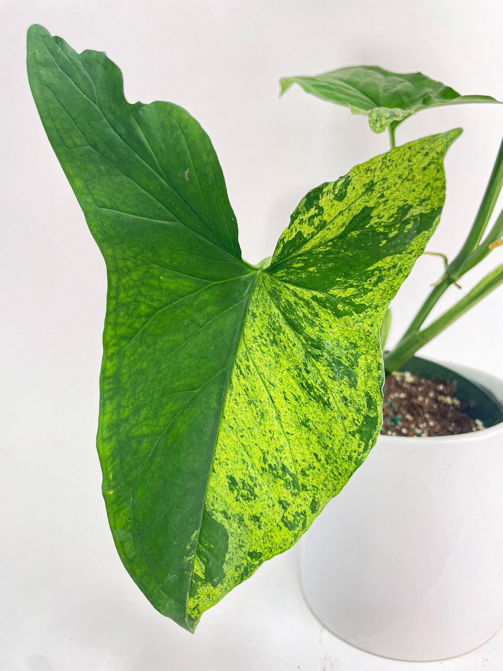Syngonium Podophyllum 'Mojito' Hybrid
