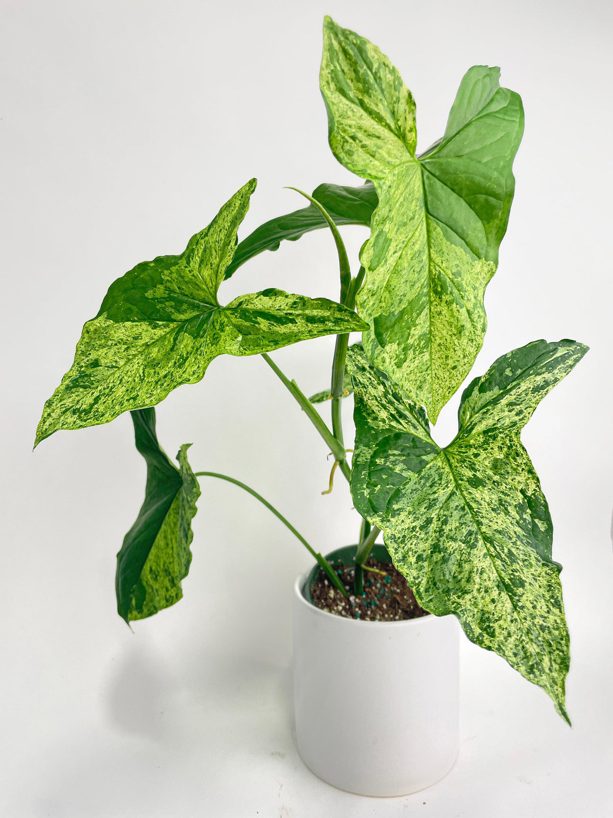 Syngonium Podophyllum 'Mojito' Hybrid