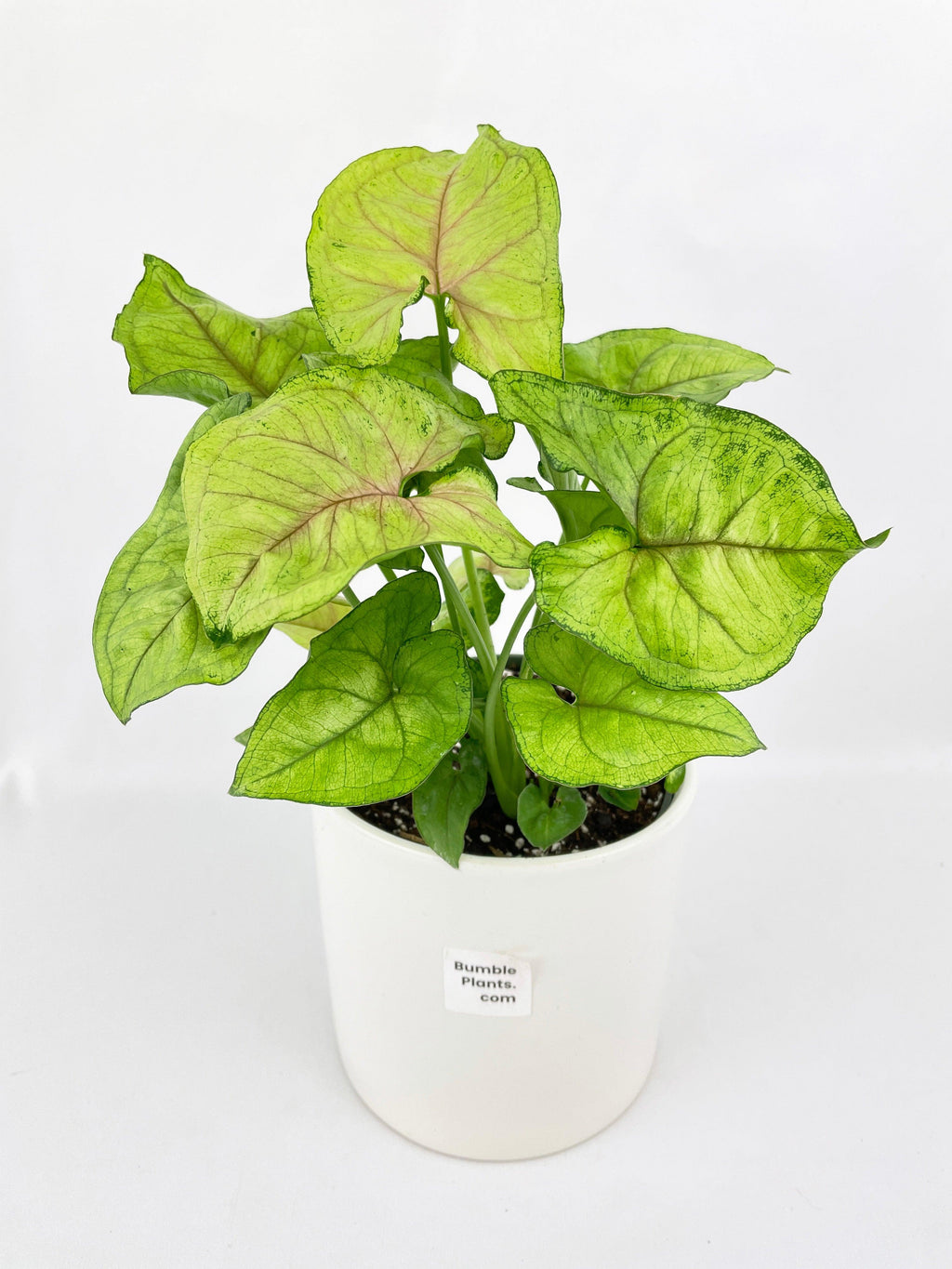 Syngonium Podophyllum 'Berry Allusion'