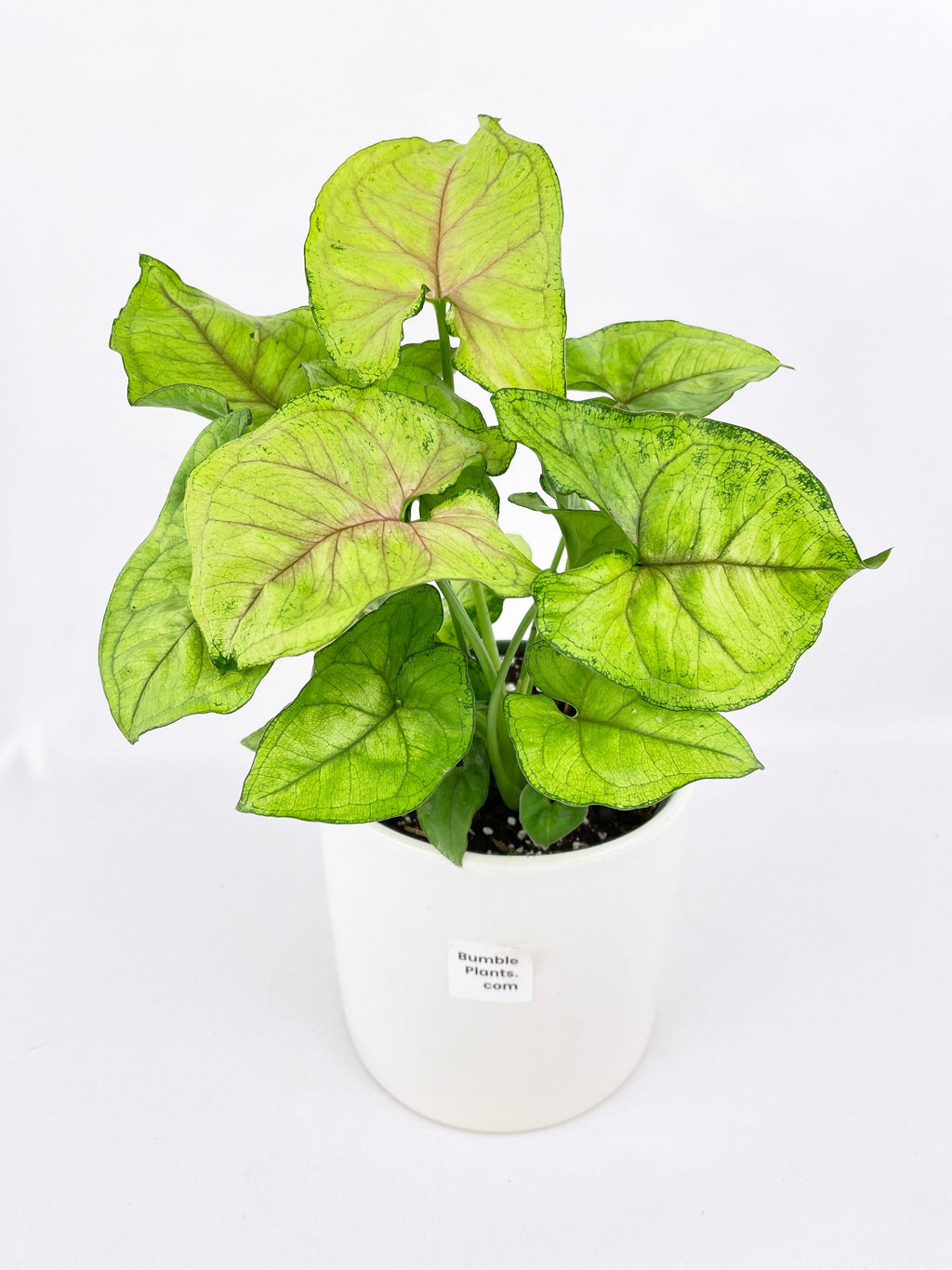 Syngonium Podophyllum 'Berry Allusion'