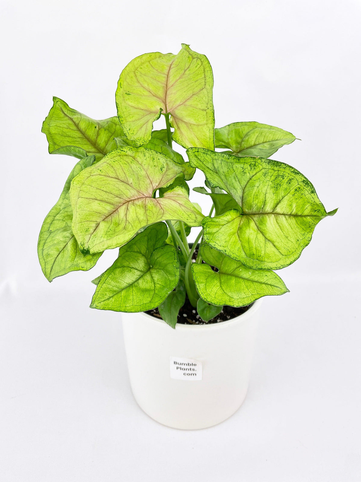 Syngonium Podophyllum 'Berry Allusion'
