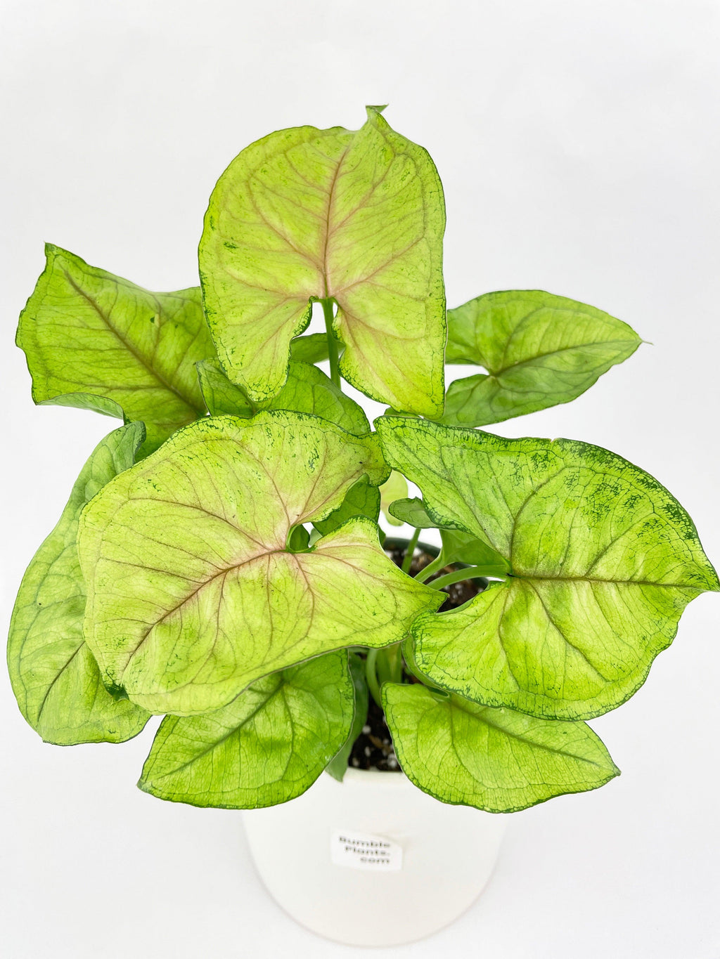 Syngonium Podophyllum 'Berry Allusion'