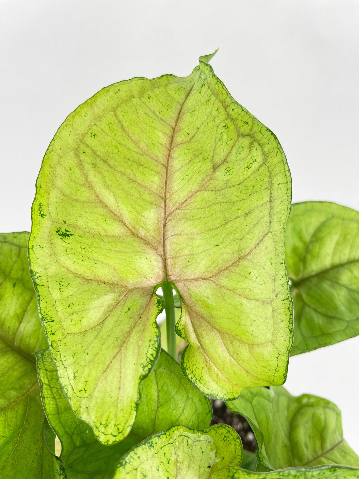 Syngonium Podophyllum 'Berry Allusion'