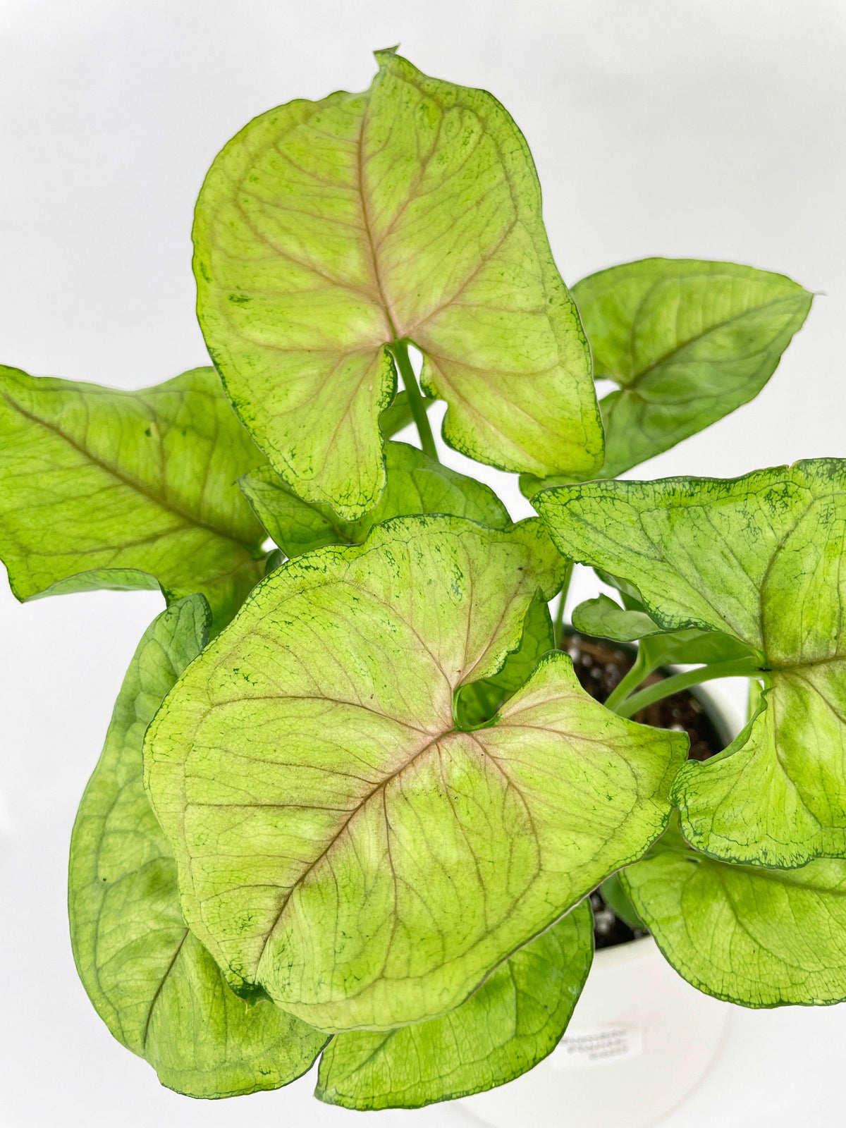 Syngonium Podophyllum 'Berry Allusion'
