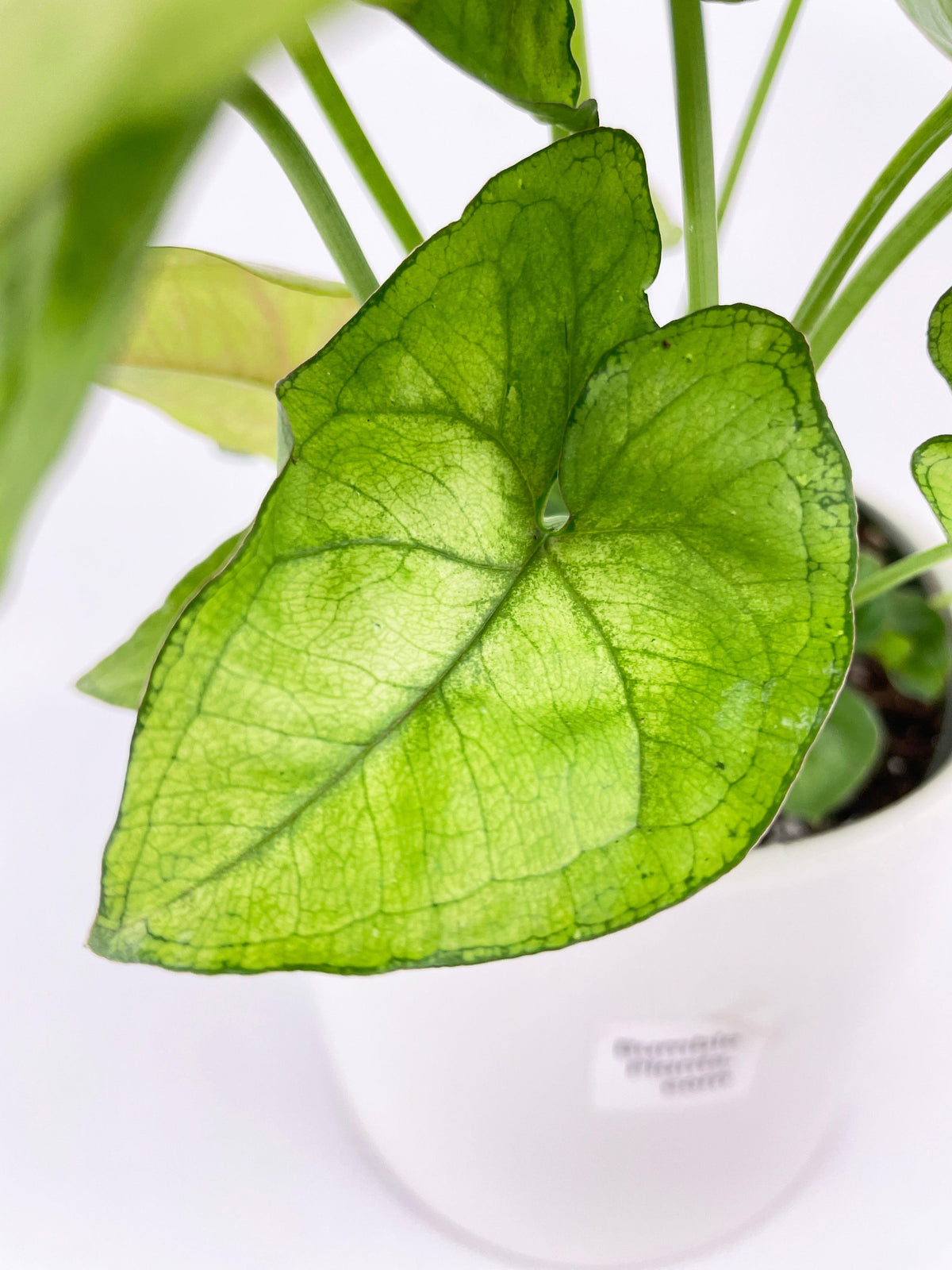 Syngonium Podophyllum 'Berry Allusion'