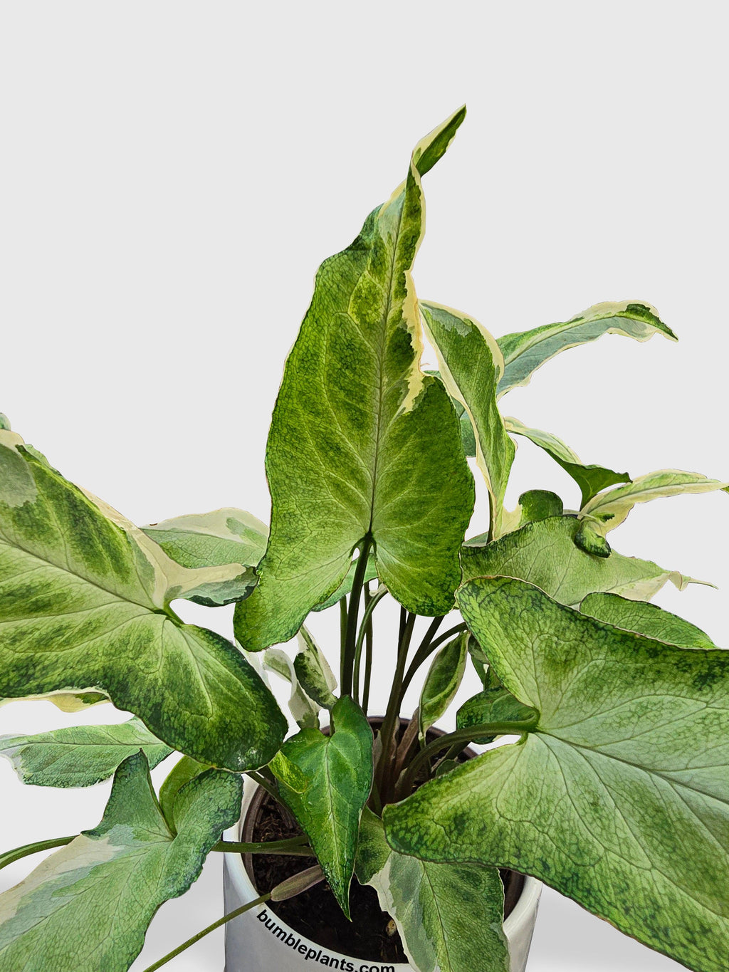 Syngonium Starlite Zebrina Variegata
