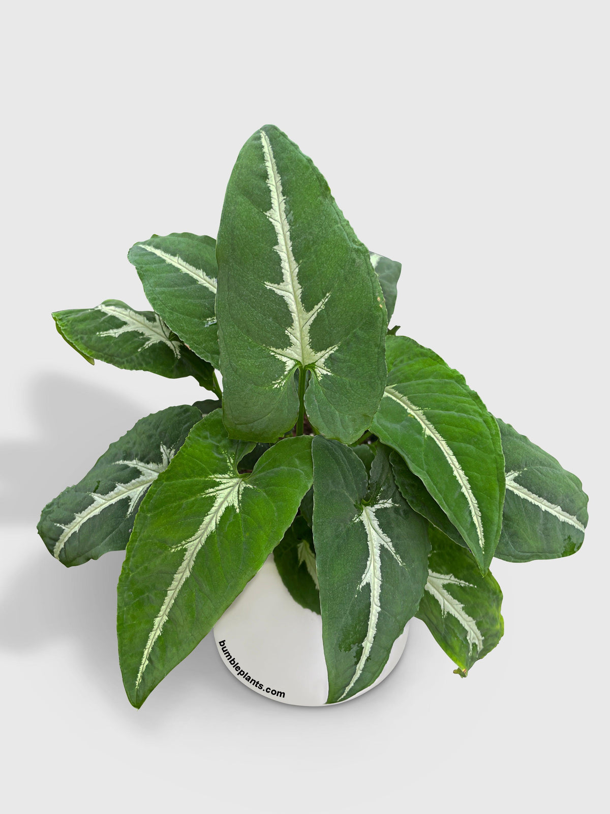 Syngonium Wendlandii 'Silver Goose Foot'