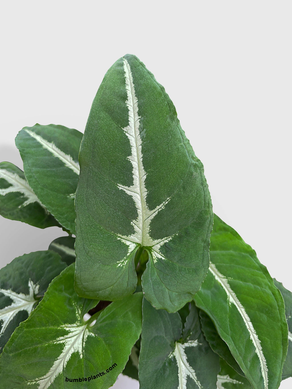 Syngonium Wendlandii 'Silver Goose Foot'