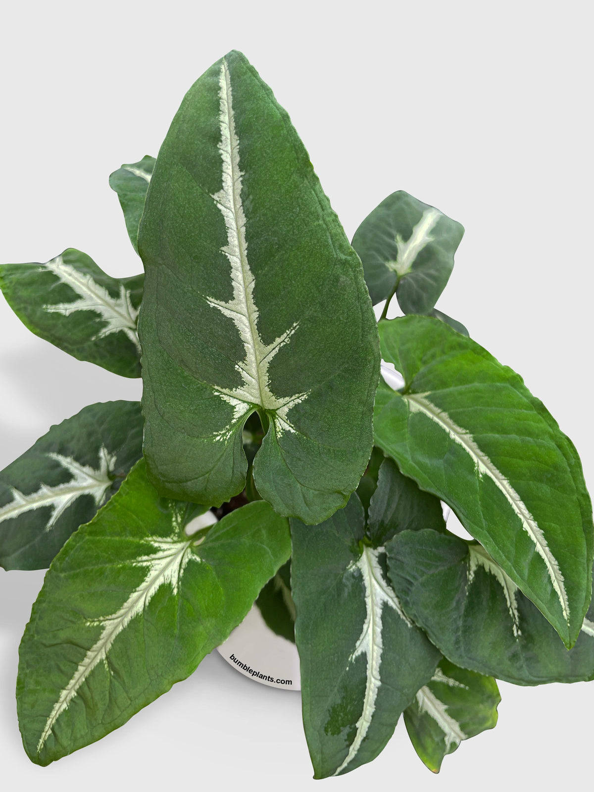 Syngonium Wendlandii 'Silver Goose Foot'