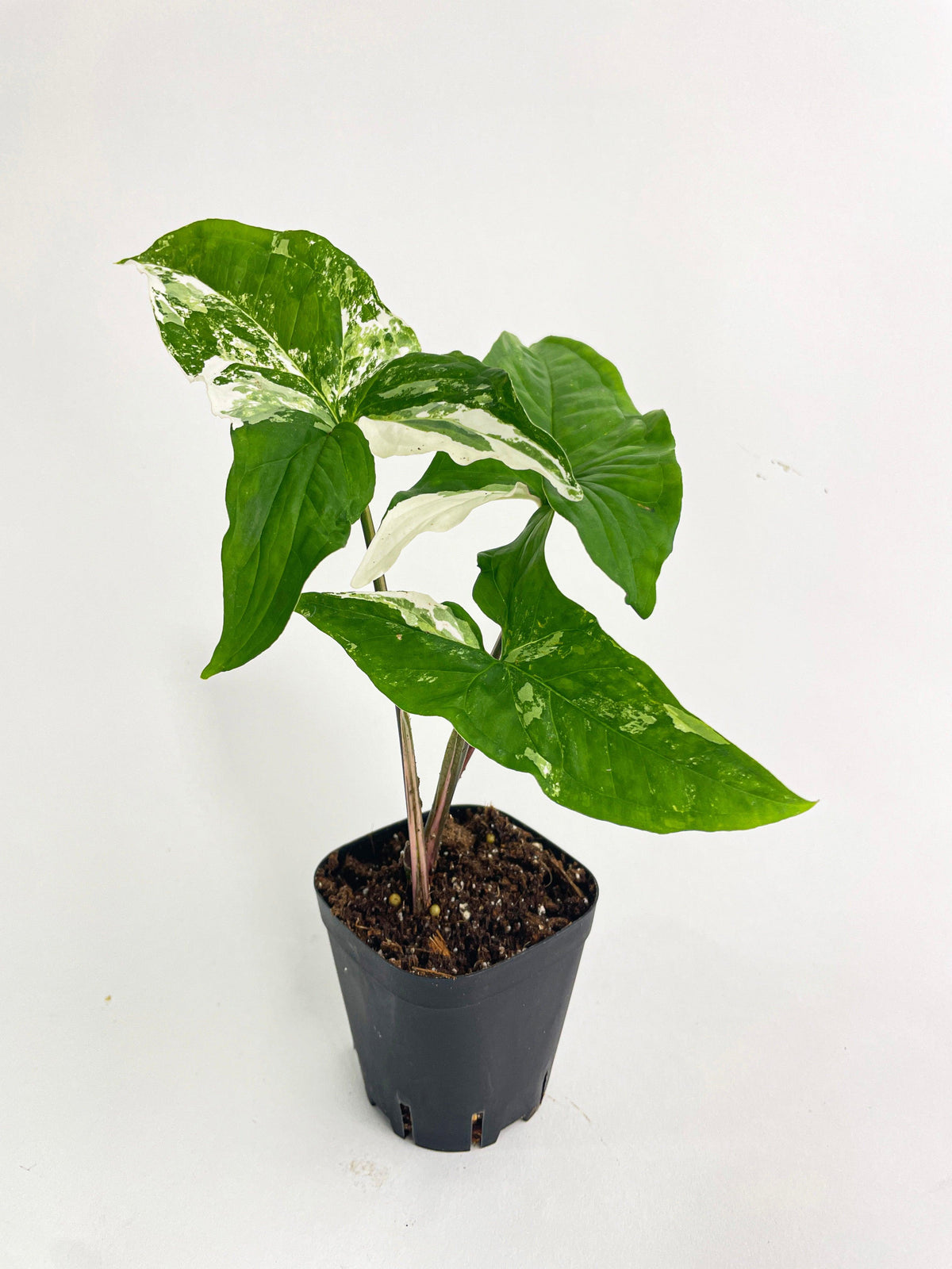 Syngonium Podophyllum Albo Variegata