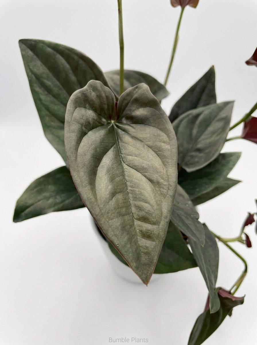 Syngonium 'Red Arrow'