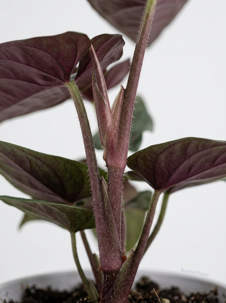 Syngonium 'Red Arrow'