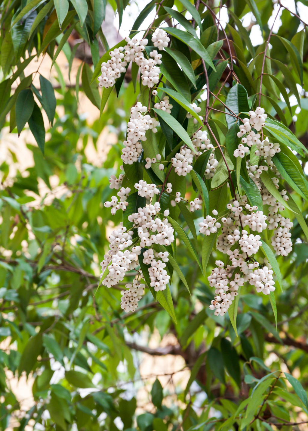 Samet, Phak Mek (Syzygium gratum)
