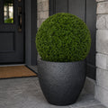 19" XL Cypress Topiary Ball