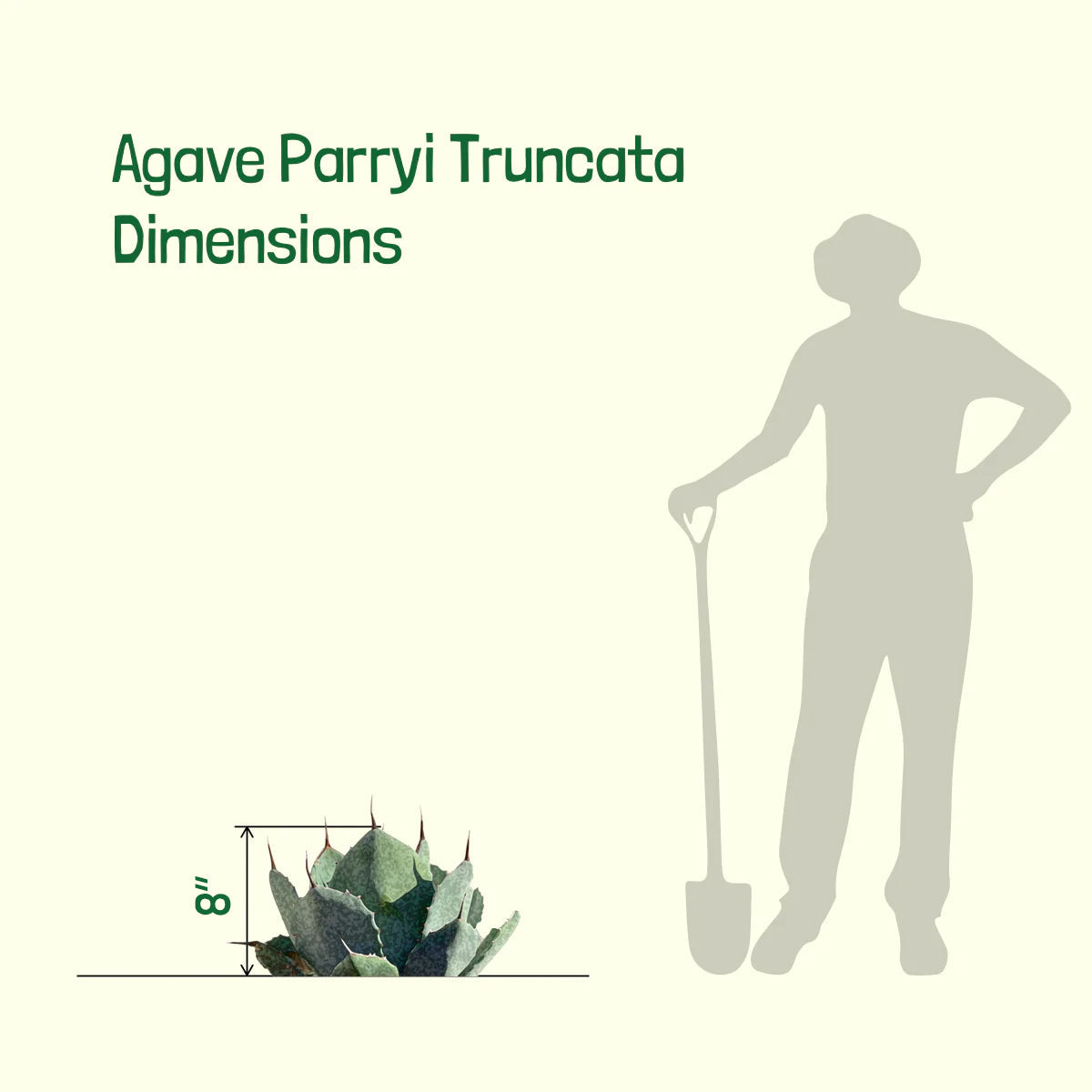 Agave Parryi Truncata