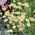 German Chamomile