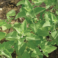 Catnip Seeds