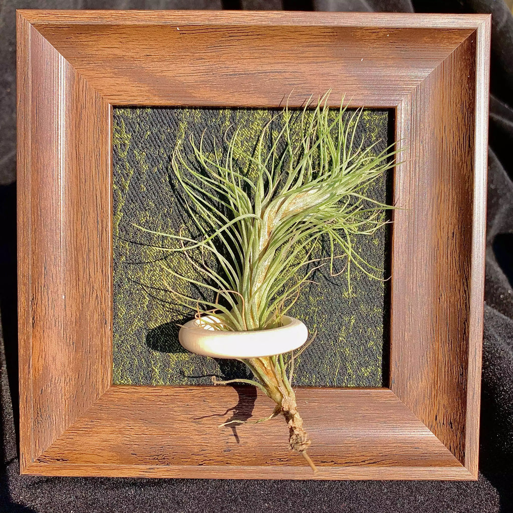 Tillandsia Funckiana (4 inches)